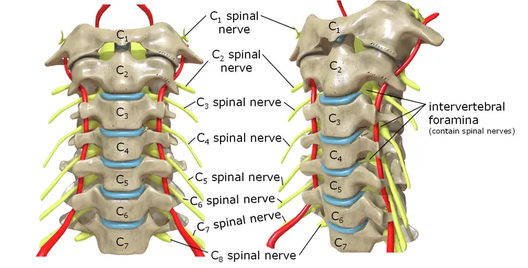 Know Your Spine Kashi Spine Hospital